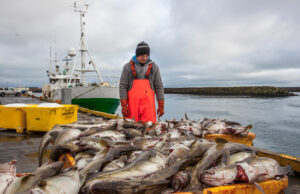 Debarcări de cod în Islanda