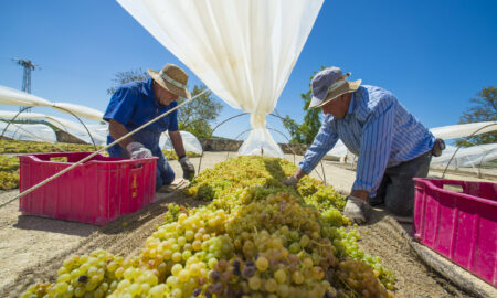 Agricultura are un impact în pib de 2,6% în Spania, sursă foto dreamstime