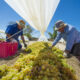 Agricultura are un impact în pib de 2,6% în Spania, sursă foto dreamstime