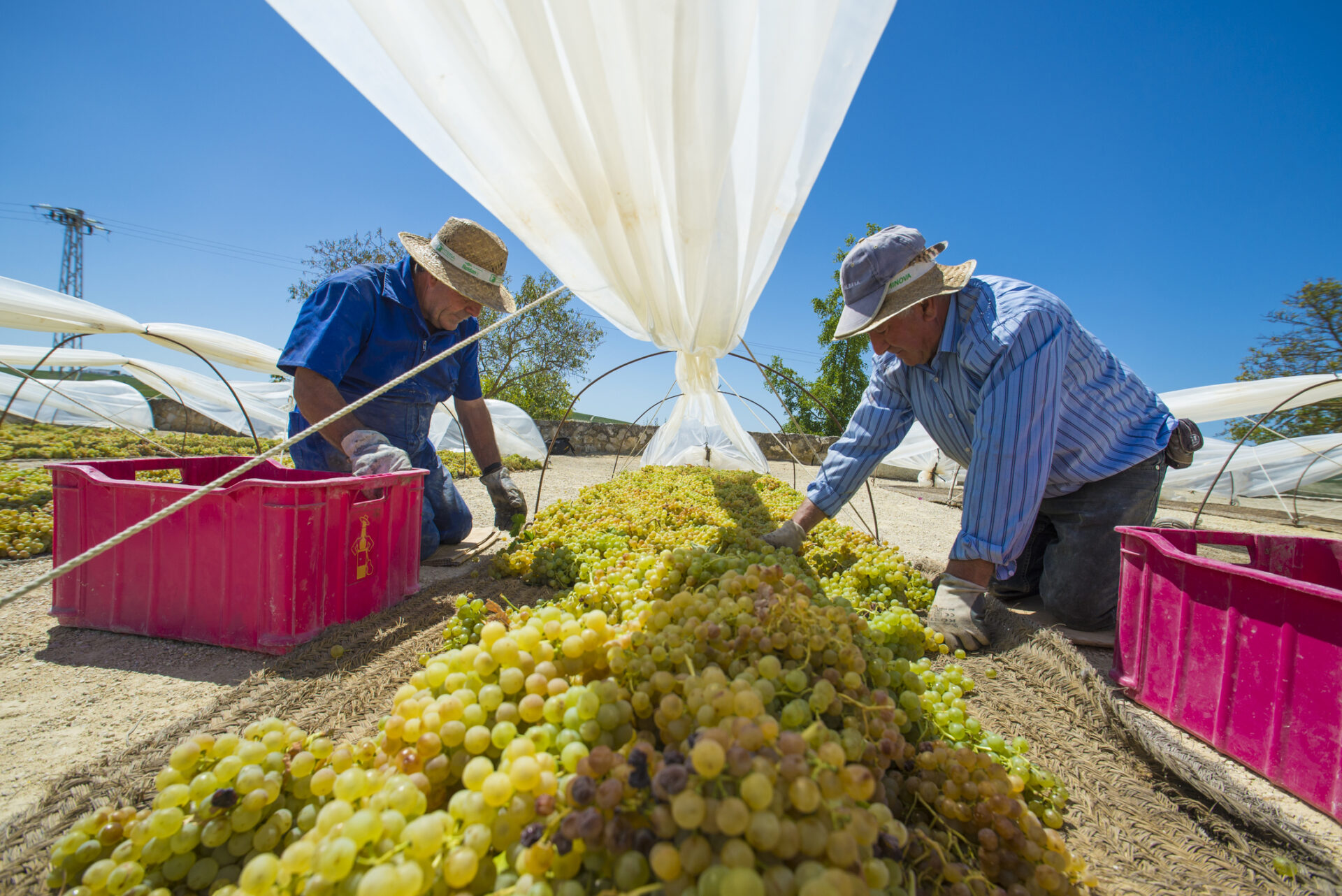 Agricultura are un impact în pib de 2,6% în Spania, sursă foto dreamstime