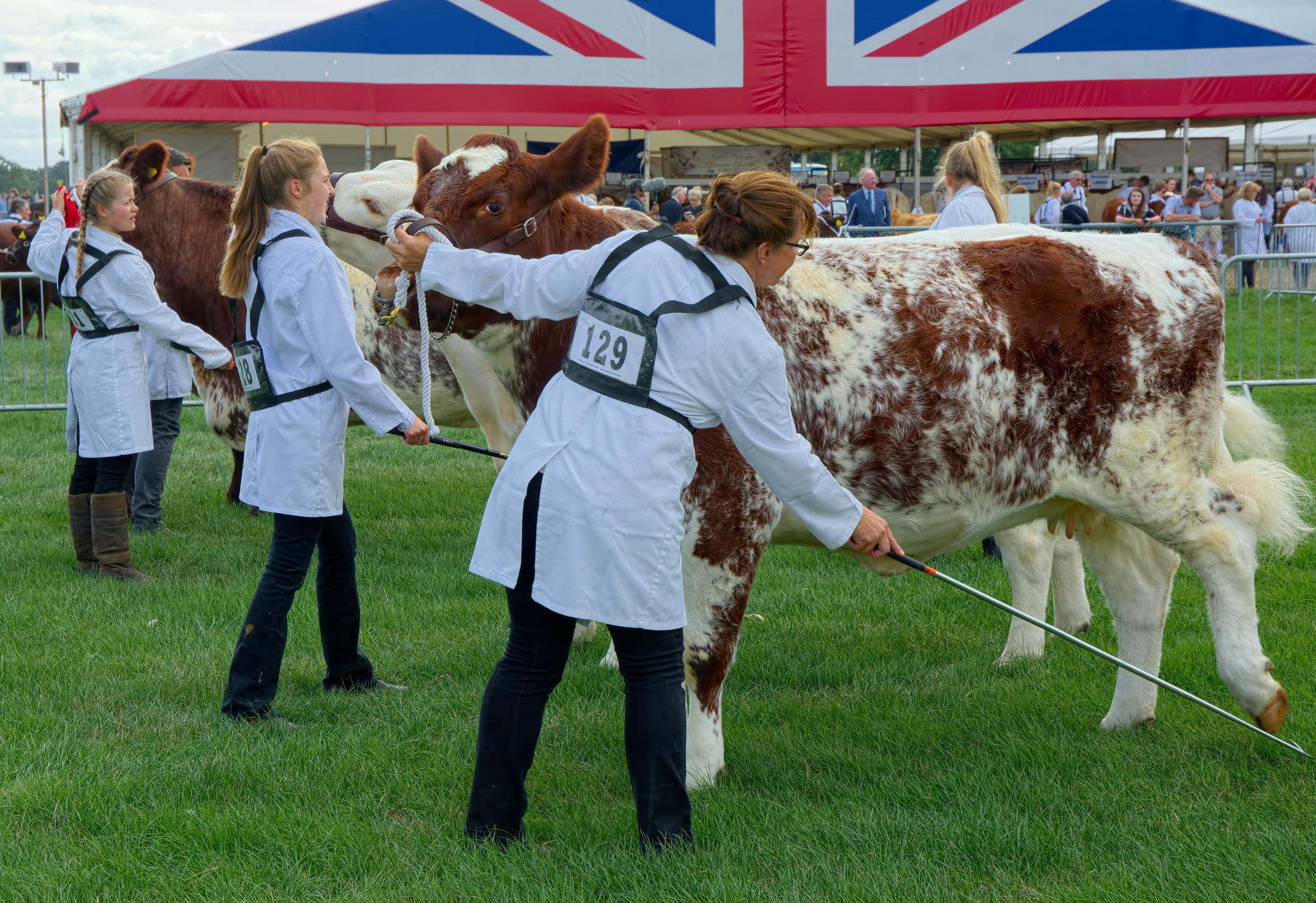 Un șir de vaci frumoase sunt pregătite de îngrijitorii lor în timp ce se pregătesc să fie jurizate la o expoziție agricolă organizată în Surrey, Marea Britanie. Sursă foto: Dreamstime