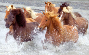 Cai în Islanda
