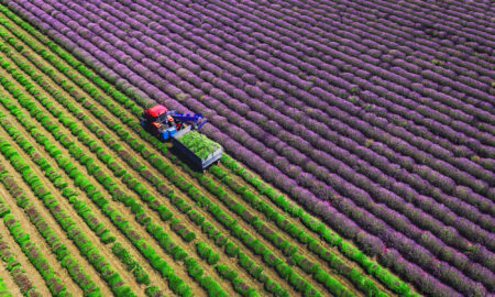 Vedere aeriană a unui tractor care recoltează câmp de lavandă.