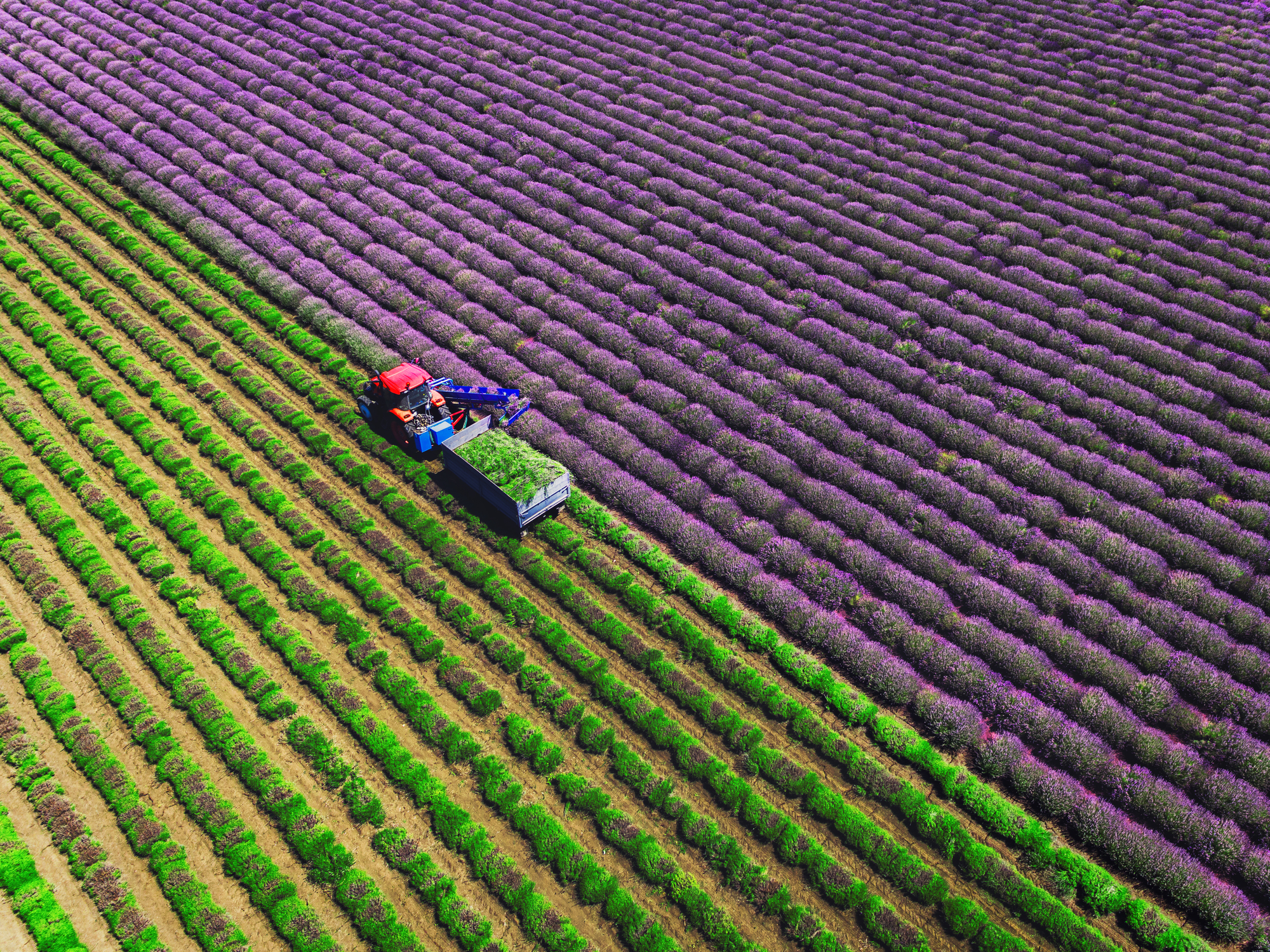 Vedere aeriană a unui tractor care recoltează câmp de lavandă.