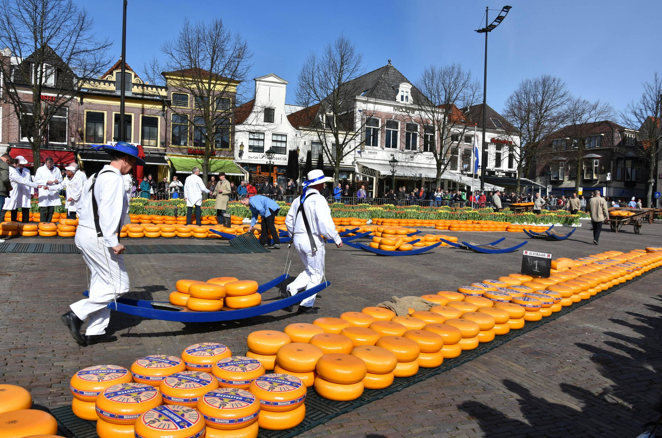 Licitație de brânză pe piața din Alkmaar, Olanda. Acest spectacol tradițional are loc în fiecare vineri, vara, și întotdeauna puteți găsi o mulțime de turiști. Transportatorii de brânză sunt responsabili de mutarea și cântărirea brânzei. Sursă foto: Dreamstime