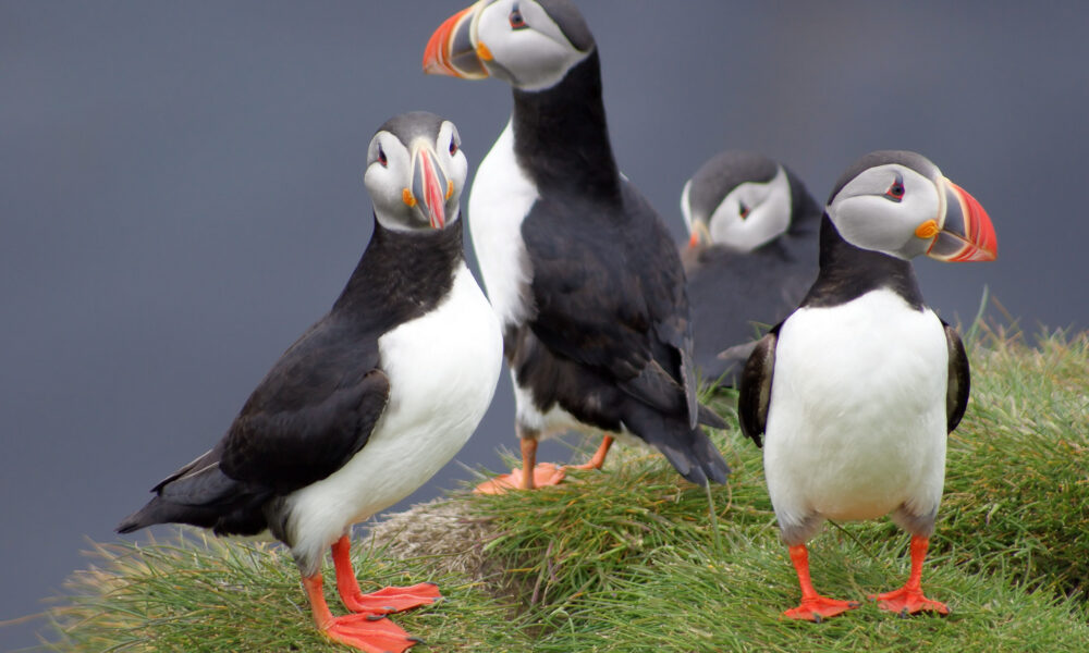 Cum să te răzbuni pe vecinul care ascultă muzică tare? Ai nevoie doar de niște păsări