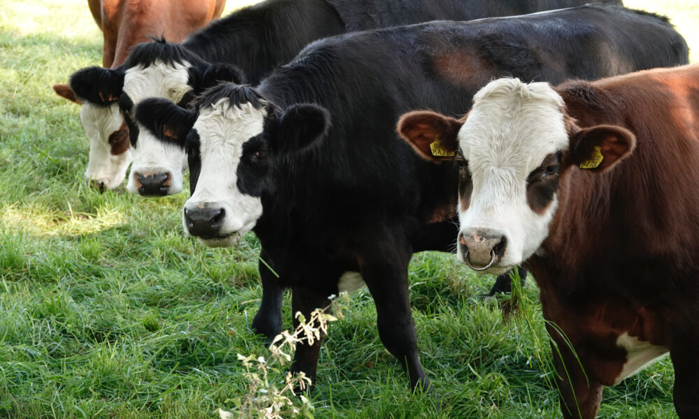 Ce importanță are agricultura în economia Belgiei. Țara se bazează pe creșterea de animale cel mai mult