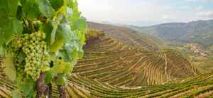 Podgorii cu struguri de vin roșu destinați producției de vin de porto în vecinătatea văii Douro și a râului Duero, Peso da Regua, Porto Portugalia Europa