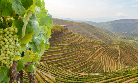 Podgorii cu struguri de vin roșu destinați producției de vin de porto în vecinătatea văii Douro și a râului Duero, Peso da Regua, Porto Portugalia Europa