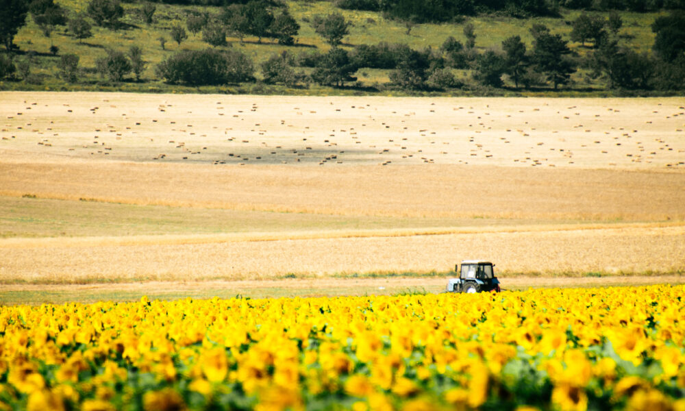 Prețurile terenurilor agricole din România! Unde sunt cele mai scumpe și cum ne poziționăm în UE