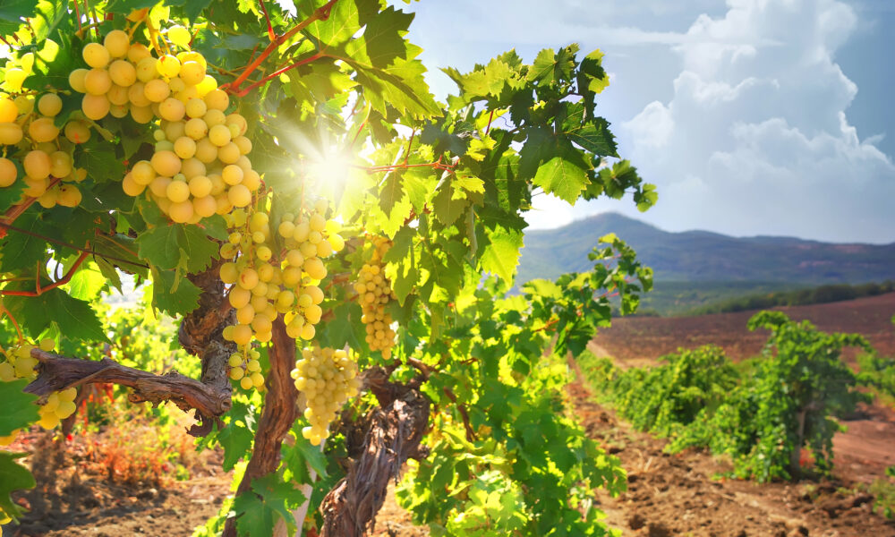 Tinerii unguri nu mai beau vin, producătorii sunt disperați. Se mizează pe bule