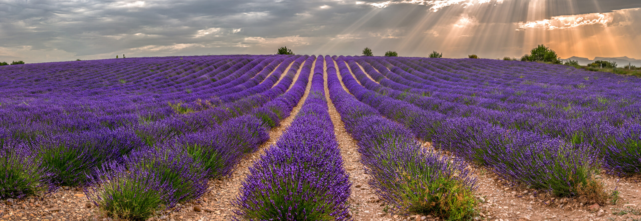 Franța este principala națiune agricolă a UE, reprezentând mai mult de o cincime din valoarea totală a producției. Sursa foto: dreamstime