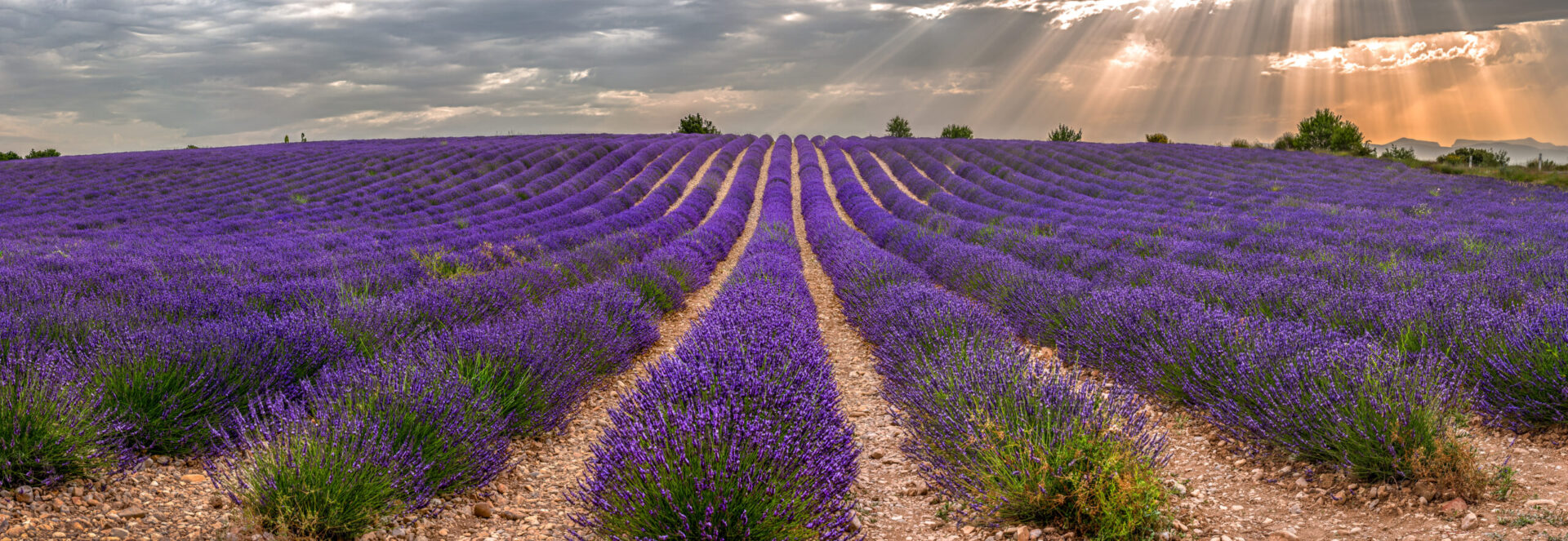 Franța este principala națiune agricolă a UE, reprezentând mai mult de o cincime din valoarea totală a producției. Sursa foto: dreamstime