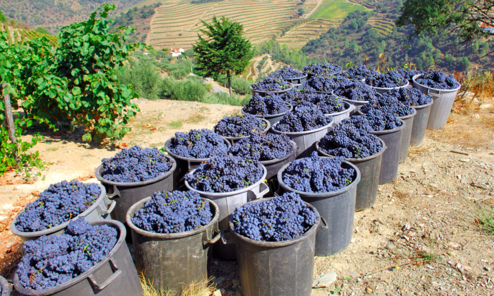 Seceta din Spania amenință recolta de struguri și producția de vin
