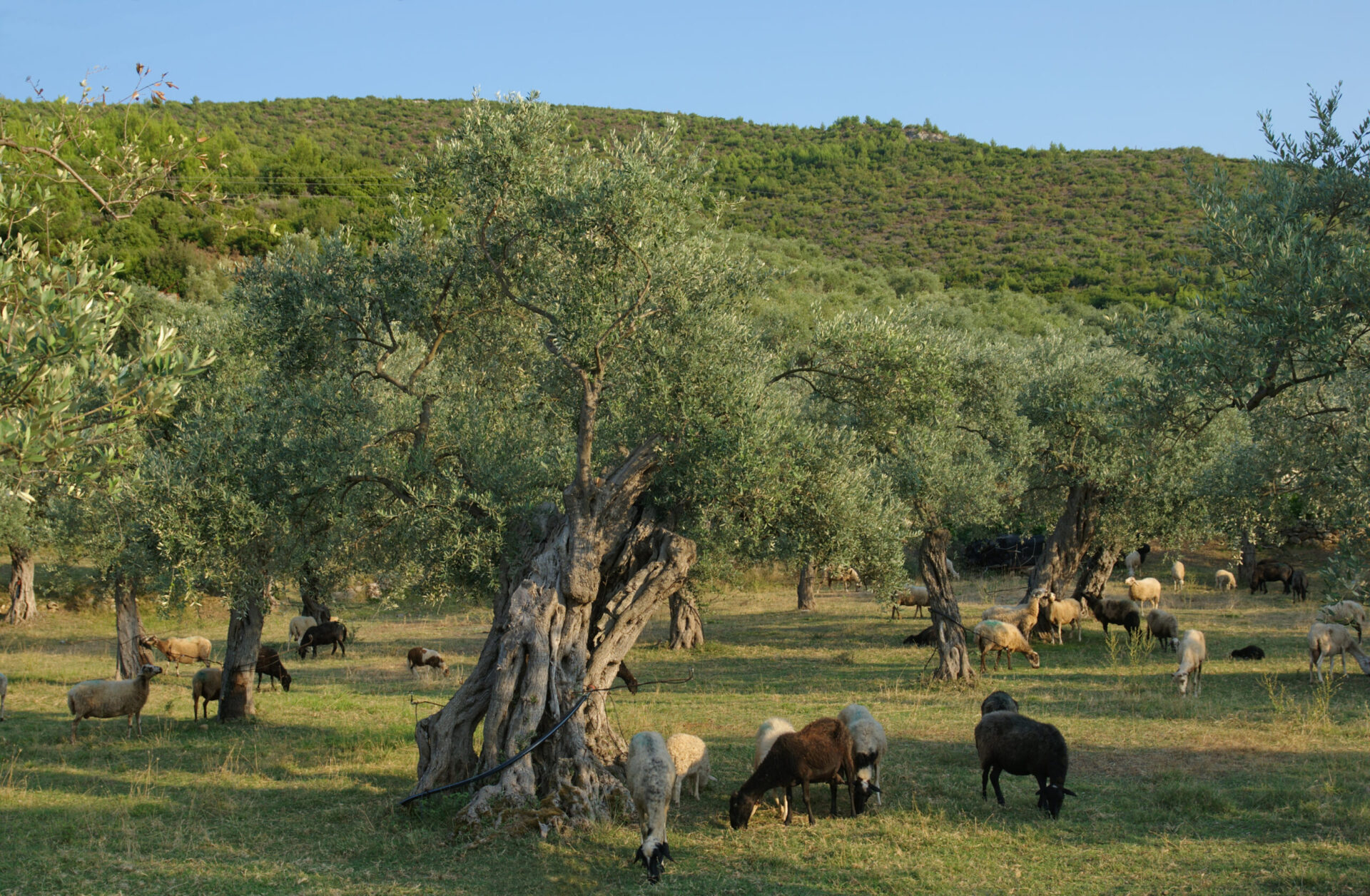 Mai puțin de o treime din suprafața de teren este cultivabilă. Sursa foto: dreamstime