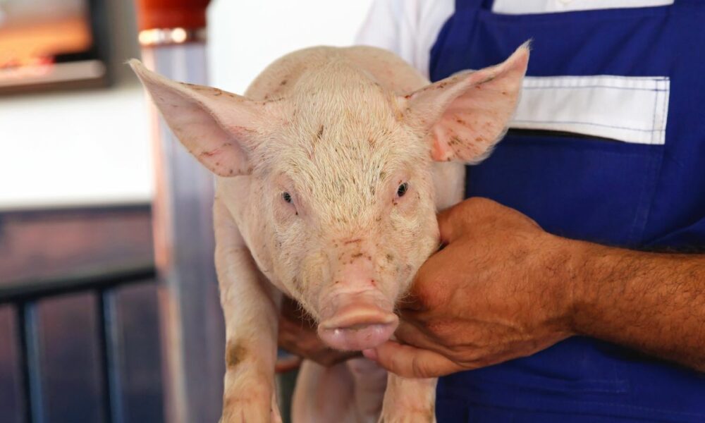 Ministrul agriculturii e vizionar. ”Porcul nu trebuie interzis şi nu se va interzice niciodată în România!”