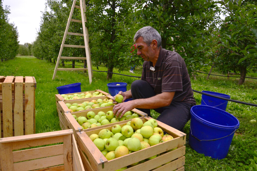 Cules de mere în Macedonia de Nord (sursa foto: dreamstime.com)