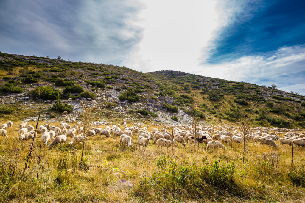 Creșterea animalelor în Macedonia de Nord (sursa foto: dreamstime.com)