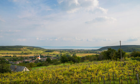 Regiunea viticolă Balaton și Valea Nivegy din Ungaria (sursă foto: dreamstime)