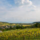 Regiunea viticolă Balaton și Valea Nivegy din Ungaria (sursă foto: dreamstime)
