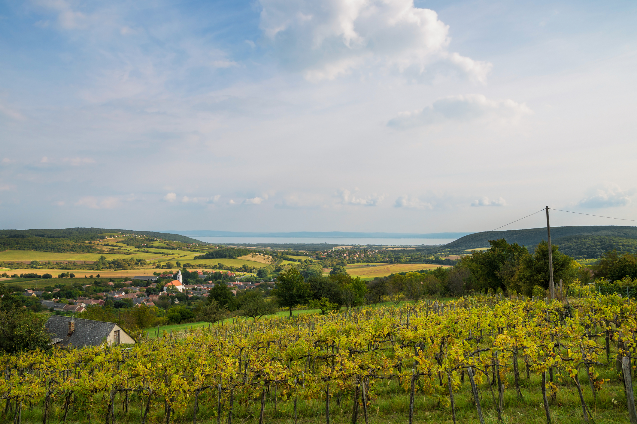 Regiunea viticolă Balaton și Valea Nivegy din Ungaria (sursă foto: dreamstime)