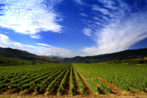 Agricultură în Macedonia de Nord, viță de vie (sursa foto: dreamstime.com)