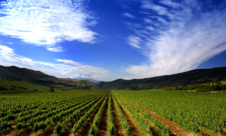 Agricultură în Macedonia de Nord, viță de vie (sursa foto: dreamstime.com)