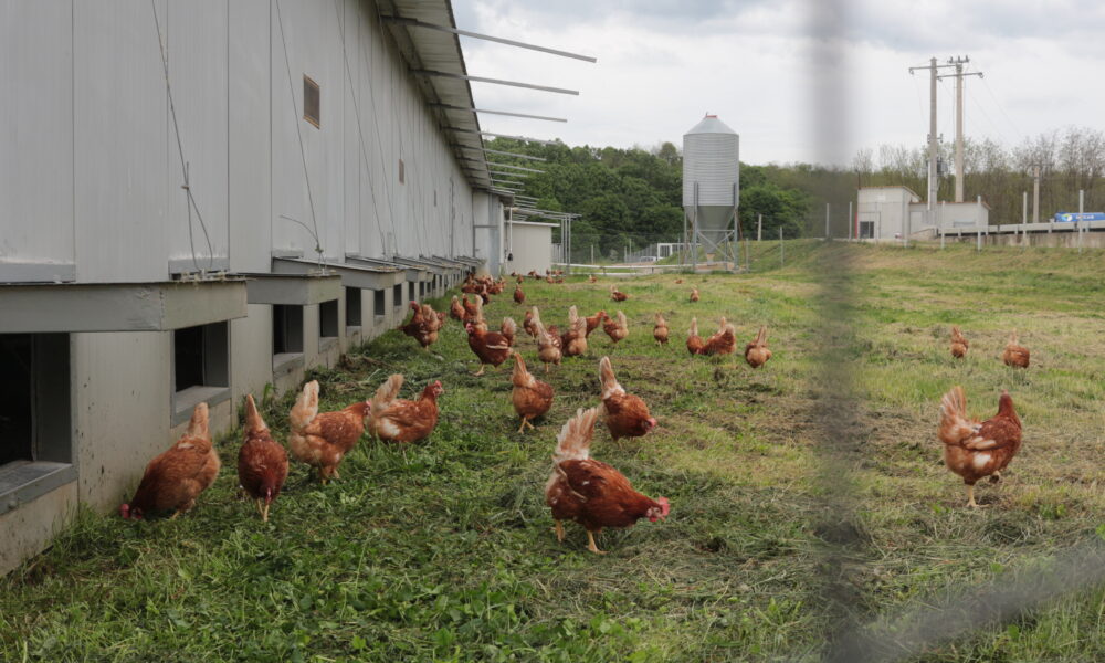 România, „devastată” de Acordul Mercosur. Producătorii de carne vor fi afectați