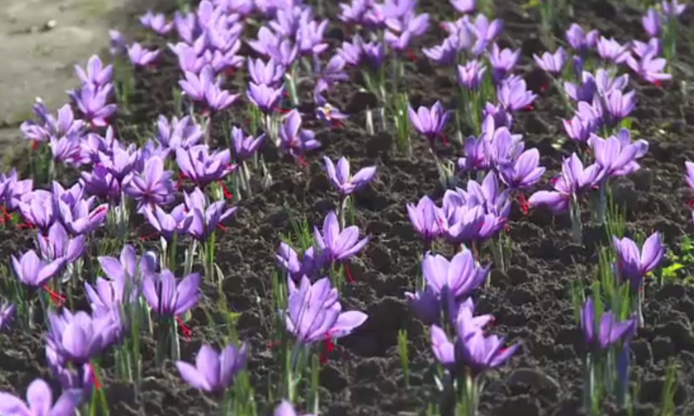 Planta minune care te poate îmbogăți. Ce este aurul „roșu din gastronomie” și de ce costă un kilogram 10.000 de euro