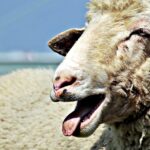 Decizii drastice în contextul riscului epidemiologic oaie