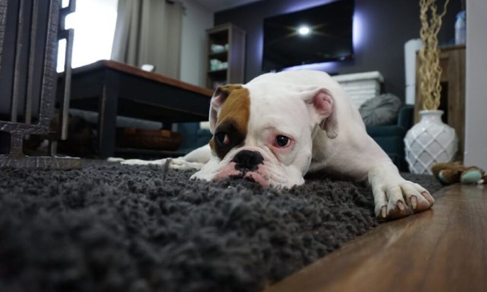 Amenzi usturătoare pentru iubitorii de animale! De ce au nevoie câinii de un profil ADN