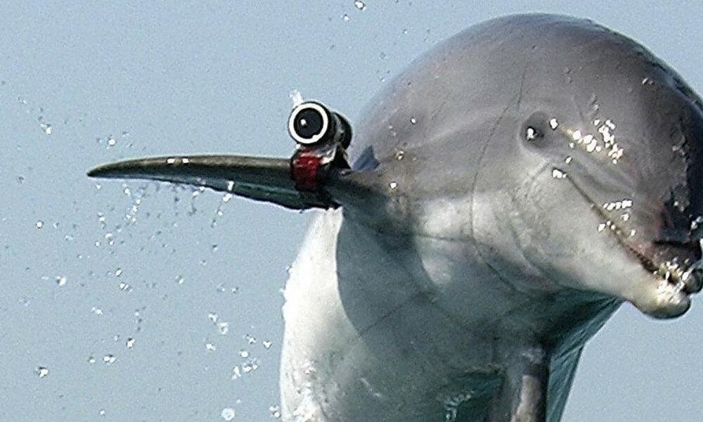 Rusia intensifică patrulele pentru a proteja baza navală din Crimeea! Mai mulți delfini sunt trimiși în acțiune