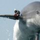 Delfini Vladimir Putin Sursă foto HypeScience