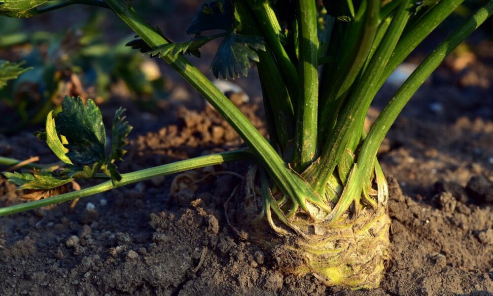Importăm ce aveam cândva! De ce nu se mai cultivă sfecla de zahăr în România
