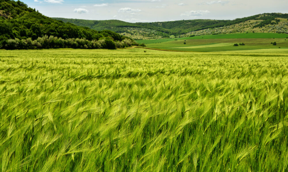 UE are tot mai multe terenuri agricole folosite pentru culturi organice