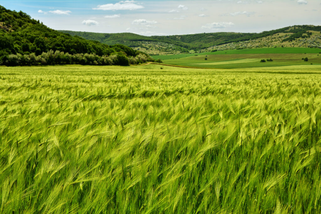 Terenurile arabile ocupă 30% din suprafața totală a țării; sursă foto: Dreamstime