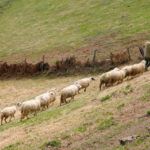 agricultură serbia (sursă foto: dreamstime)