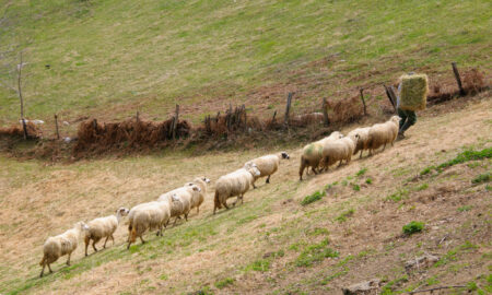 agricultură serbia (sursă foto: dreamstime)