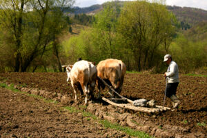 agricultura României