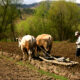 agricultura României