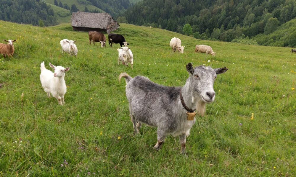 Străinii nu mai vor oi și capre din România. Ucraina și China interzic importul