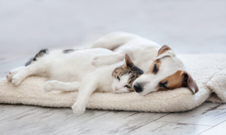 cat te costa sa intretii un animal de companie (sursă foto: dreamstime)