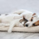 cat te costa sa intretii un animal de companie (sursă foto: dreamstime)