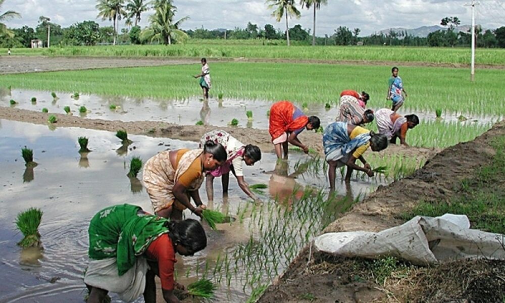 India, principalul exportator de orez, interzice transporturile din cauza musonului