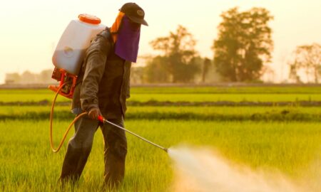 Ministerul Agriculturii aprobă pesticidele neonicotinoide, interzise la nivelul UE