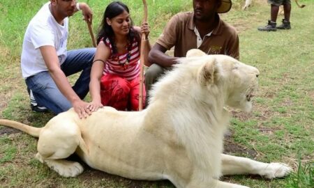 Vacanțe inedite (12): Grădini zoologice unde poți mângâia animalele!