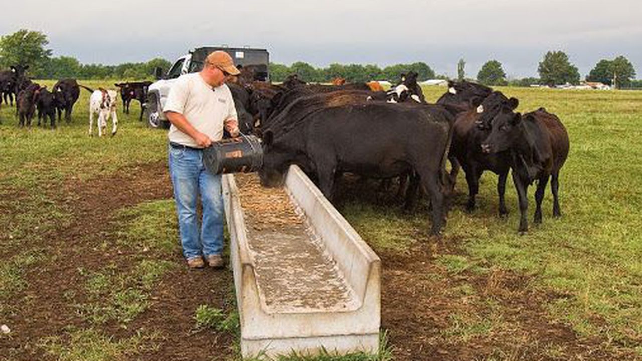 Fermierii români primesc bani de la stat