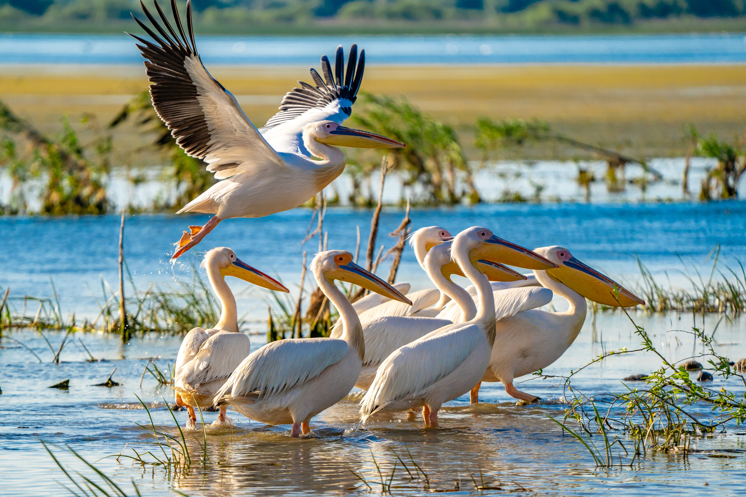 Pelicanii suny unele dintre cele mai populare specii de păsării prezent pe timpul verii în Delta Dunării (sursă foto: Dreamstime)