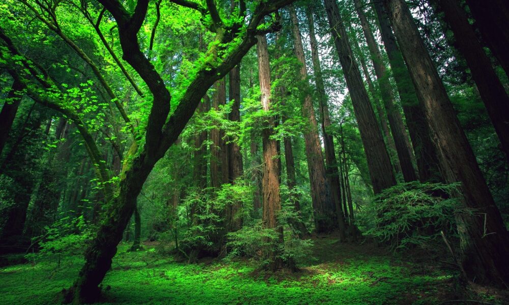 Țările amazoniene fac o „alianță” împotriva defrișărilor