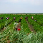 Lucrători agricoli Sursa foto dreamstime.com